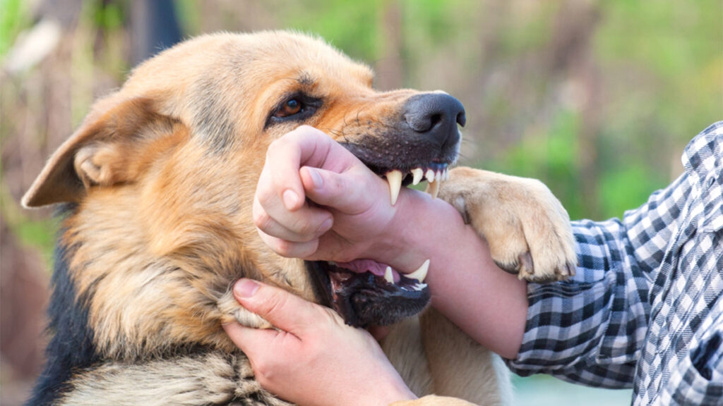 Dog Biting