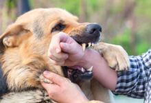 Dog Biting