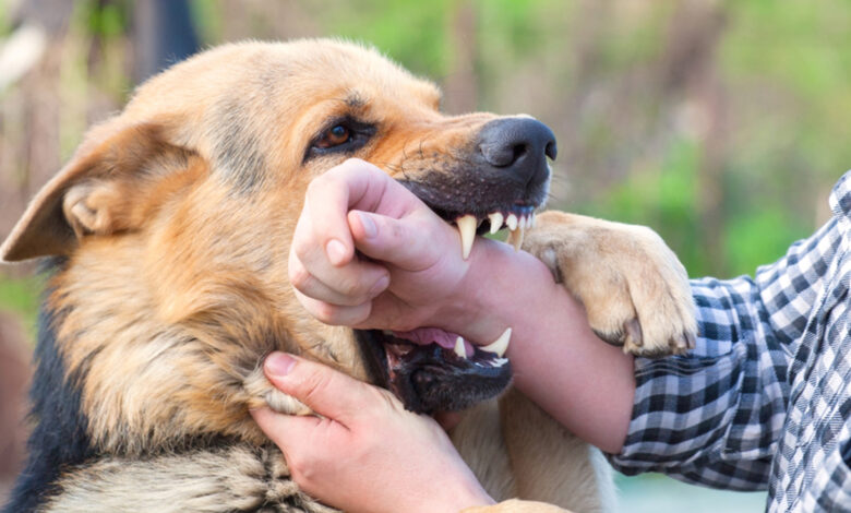 Dog Biting