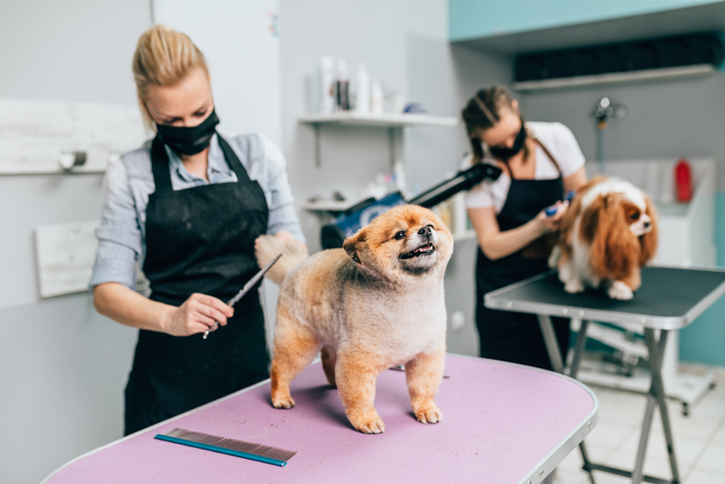 Pet grooming