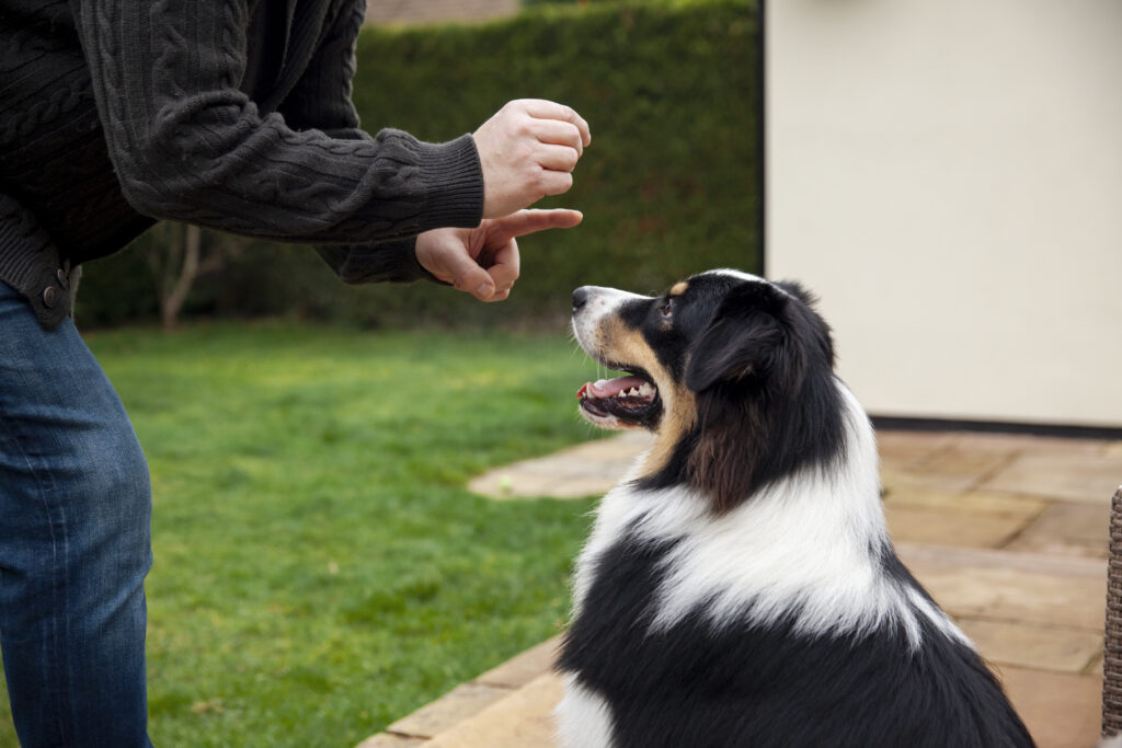 Dog Barking