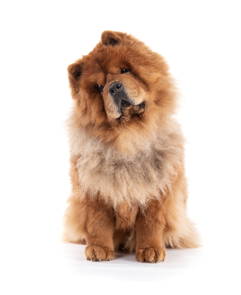 Chow chows Dog