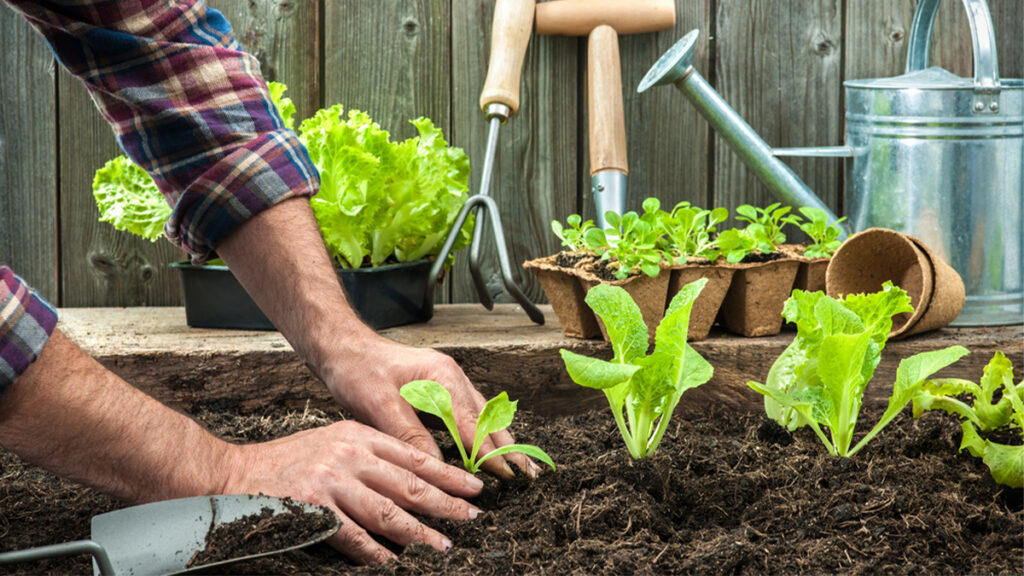 Vegetable garden