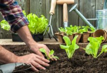 Vegetable garden