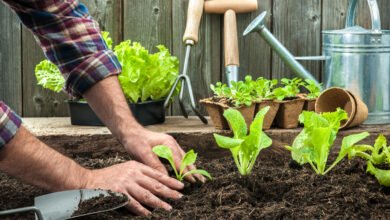 Vegetable garden