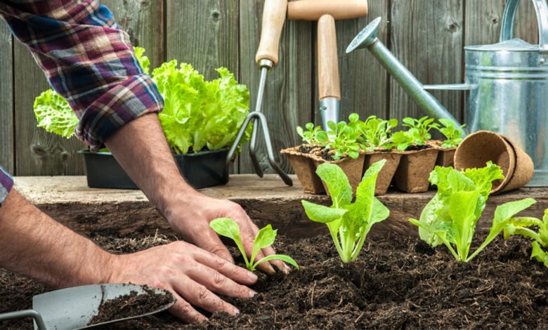 Vegetable garden