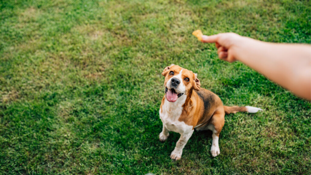 Dog Treats