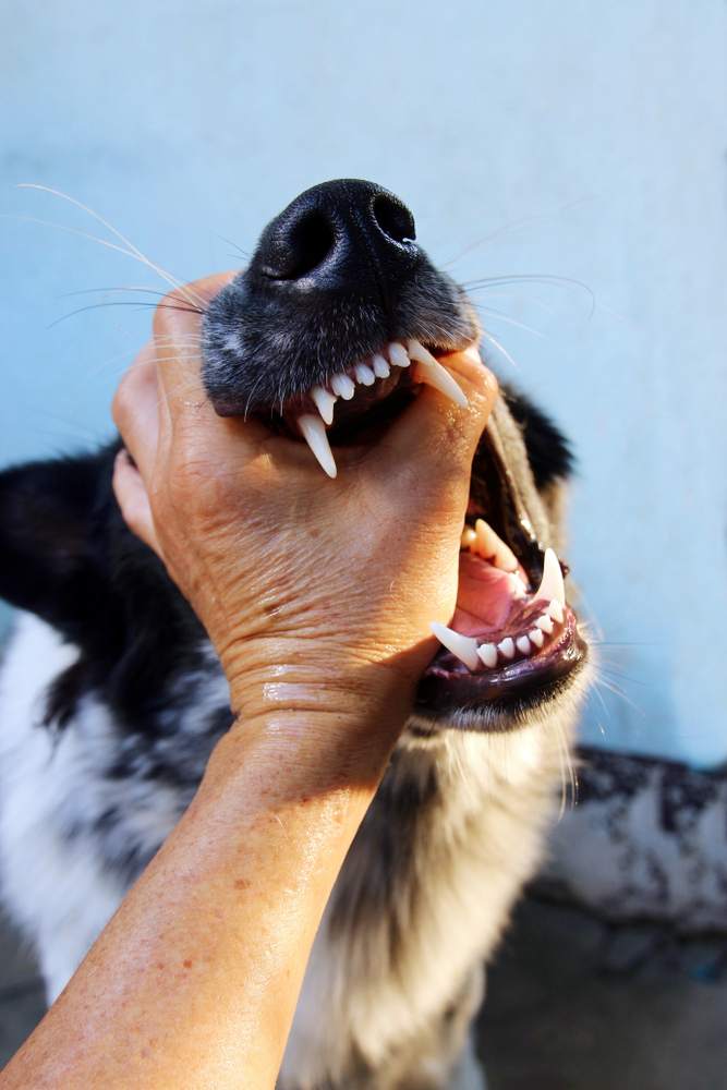 Dog Biting